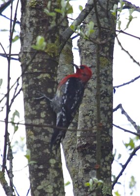 Red-breasted Sapsucker