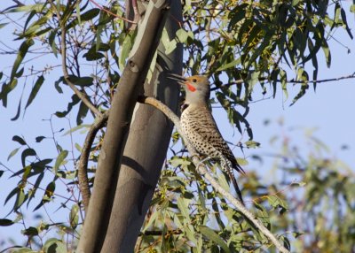 Northern Flickers