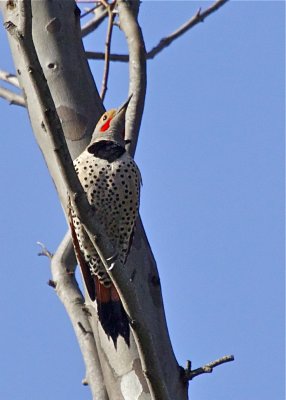 Northern Flickers
