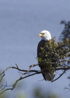 Bald Eagle