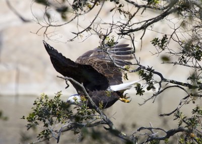 Bald Eagle