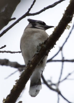 Blue Jay