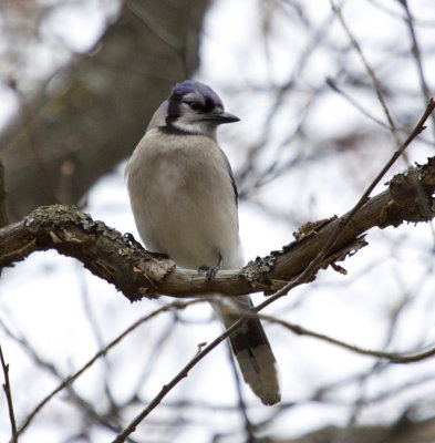 Blue Jay