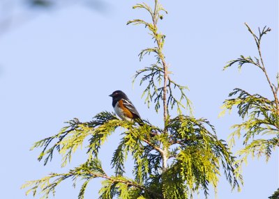 Spotted Towhee