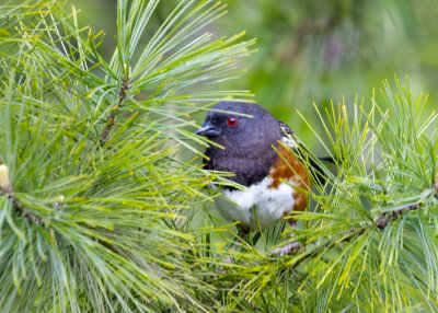 Spotted Towhee