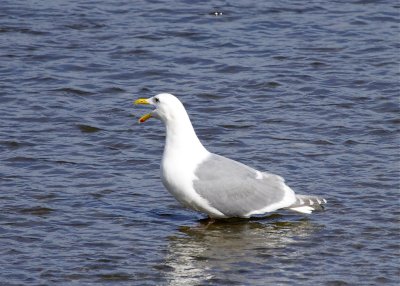 Glaucous-winged Gull
