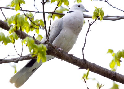 Ringed Turtle-Dove
