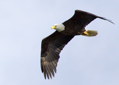 Bald Eagle