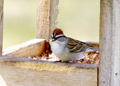 Chipping Sparrow