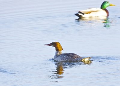 Common Merganser