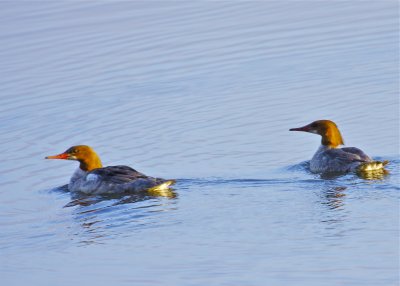 Common Merganser