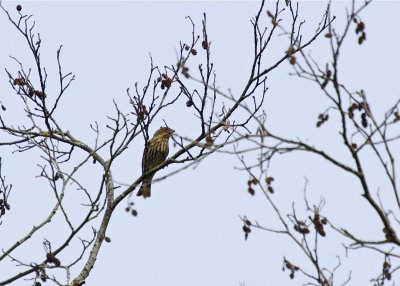 Pine Siskin