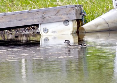 Wood Duck