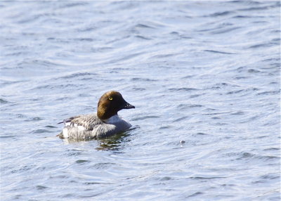 Common Golden-eye (female)