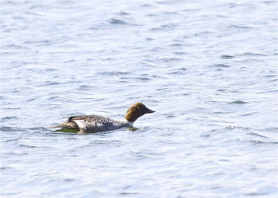 Common Golden-eye (female)