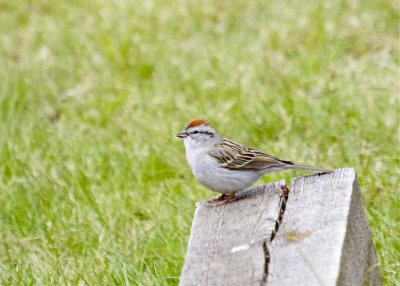 Chipping Sparrow