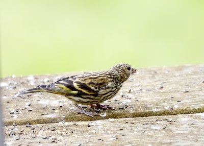 Pine Siskin