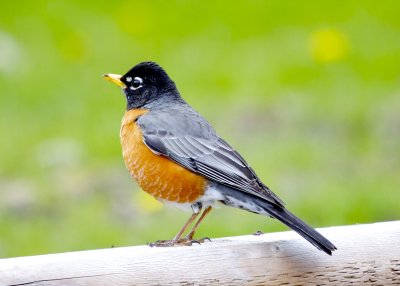 American Robin