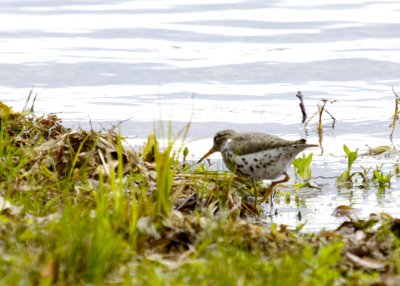 Spotted Sandpiper