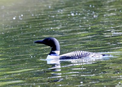 Common Loon