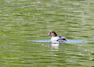 Common Golden-eye (female)