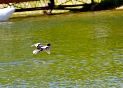 Golden-eye (female)