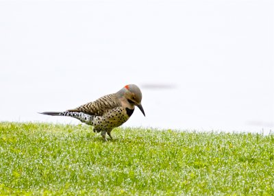 Northern Flicker