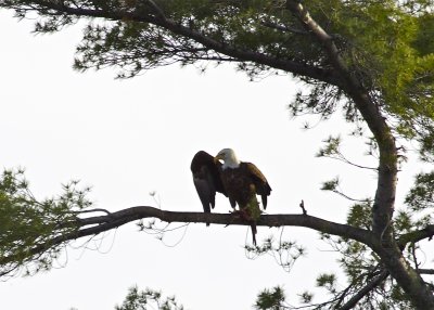 Bald Eagle