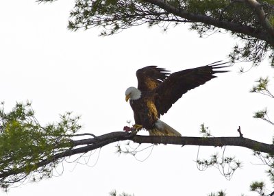 Bald Eagle