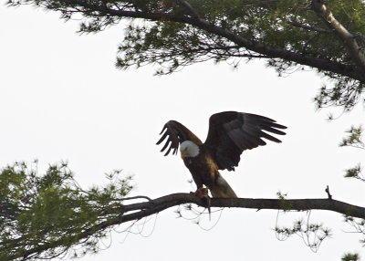 Bald Eagle