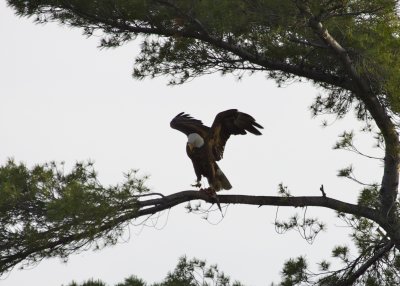 Bald Eagle