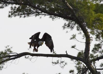 Bald Eagle