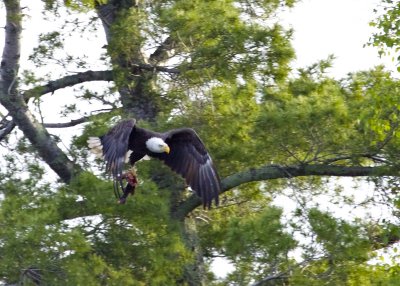 Bald Eagle