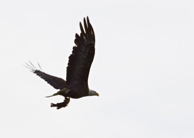 Bald Eagle