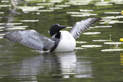 Common Loon