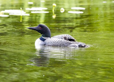 Common Loon