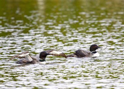 Common Loon