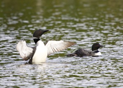 Common Loon