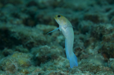 Yellowhead Jawfish (Opistognathus aurifrons)
