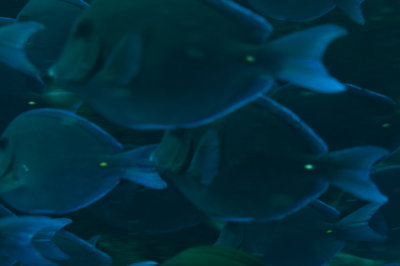 Blue Tang (Acanthurus coeruleus)