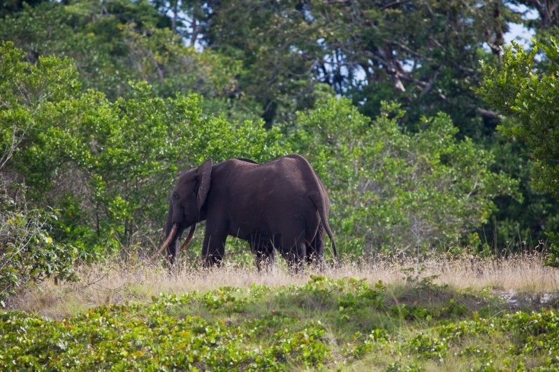 Gabon-127.jpg