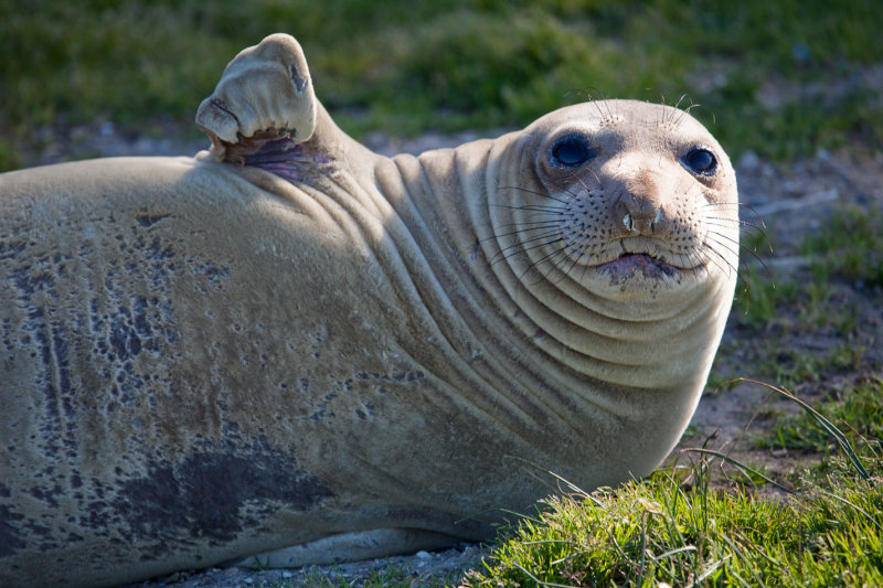 Seals #3
