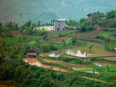 Rice Field