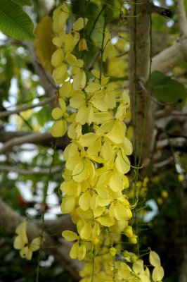 Cassia Fistula or Chuva de ouro tree