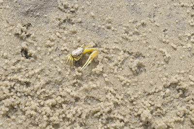 Tiny crabs Chama mar