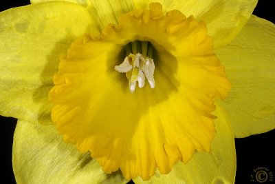 1st daffodil of 2010 !