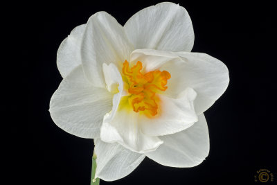 Daffodil 8 images stacked