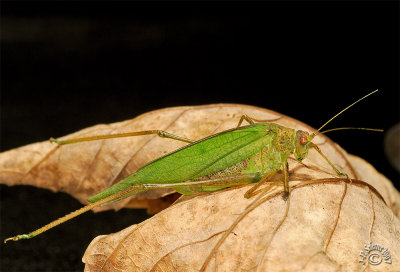 Grasshopper #3