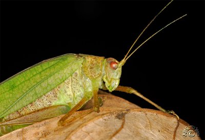 Grasshopper #4