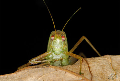 Grasshopper #5